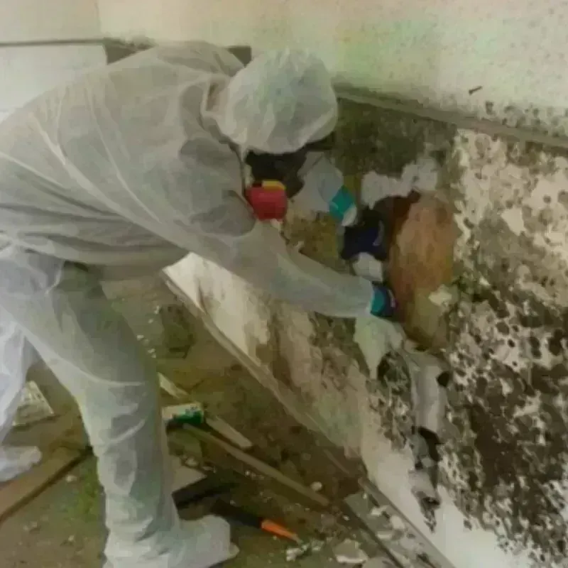 Mold Remediation and Removal in Luyando, PR